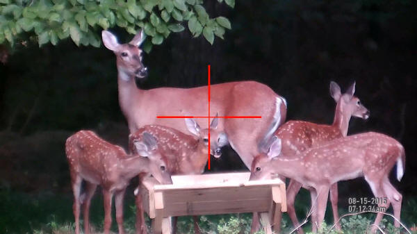 ATN S-Xight and Four Fawns on Video at 5x