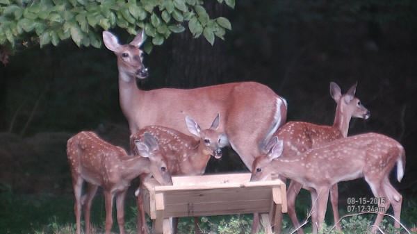 ATN S-Xight and Four Fawns Photo at 5x