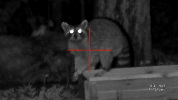 ATN X-Sight Review: Raccoon at 10x